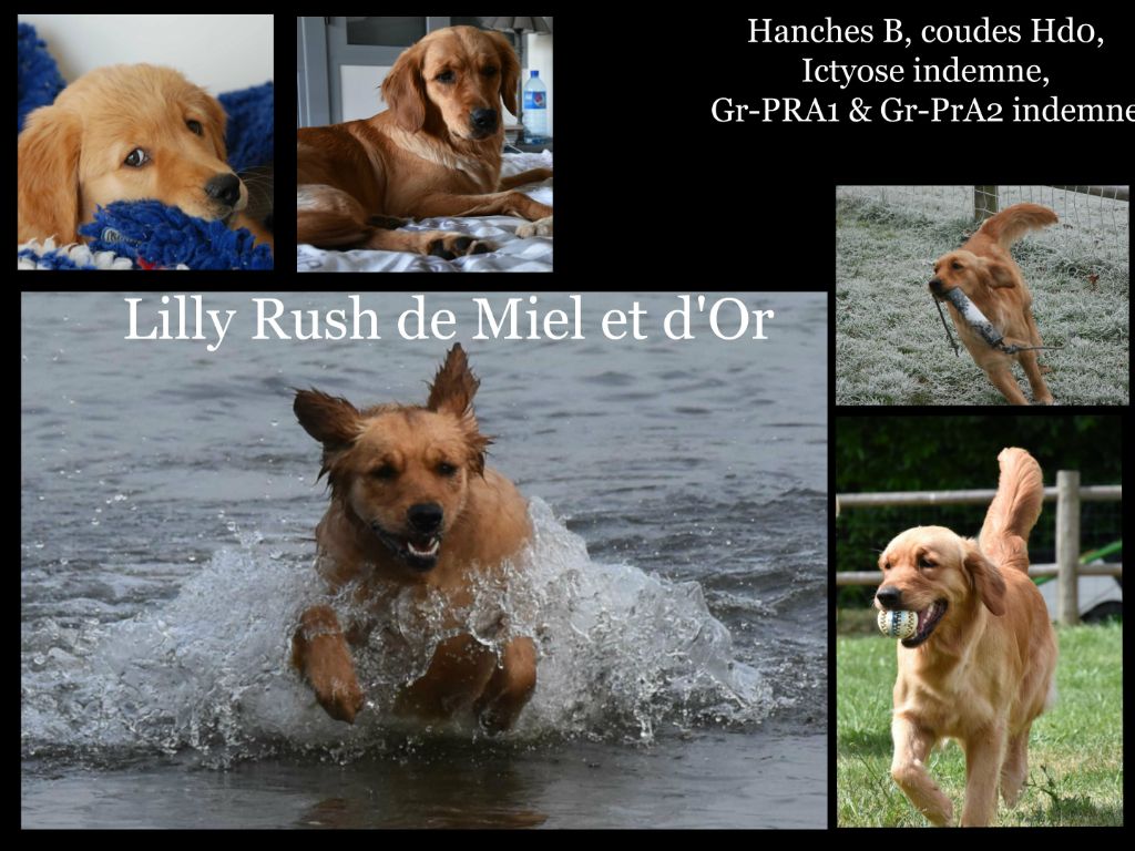 Lilly rush De Miel et d'Or