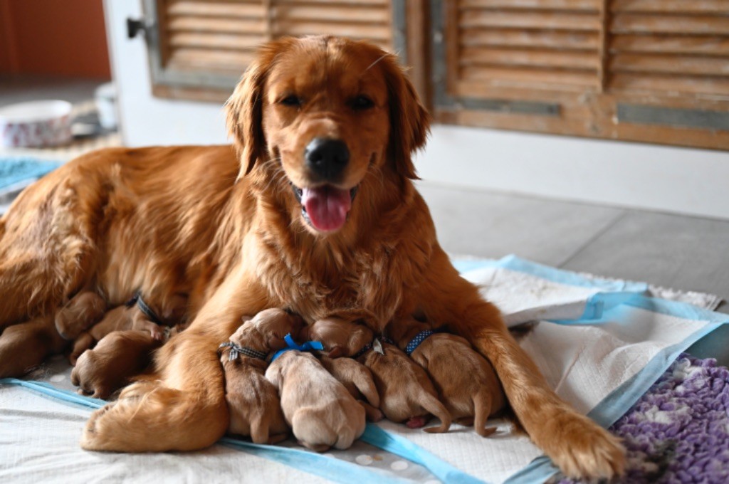 chiot Golden Retriever De Miel et d'Or