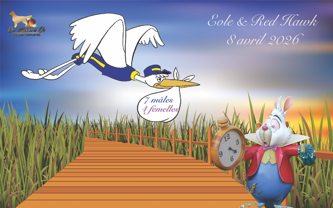 Naissance des 11 chiots d'elle et de Red Hawk