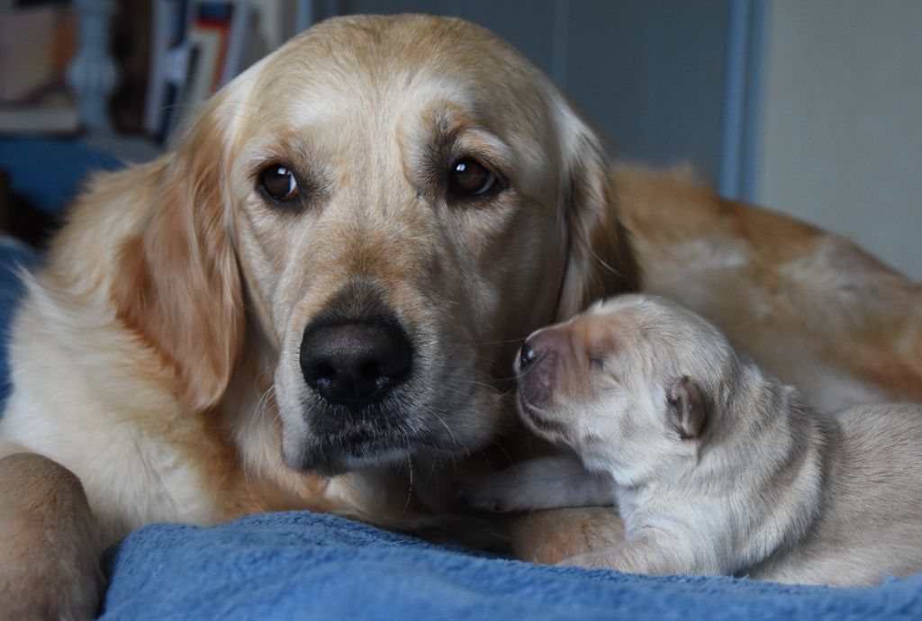 De Miel et d'Or - Golden Retriever - Portée née le 15/02/2020