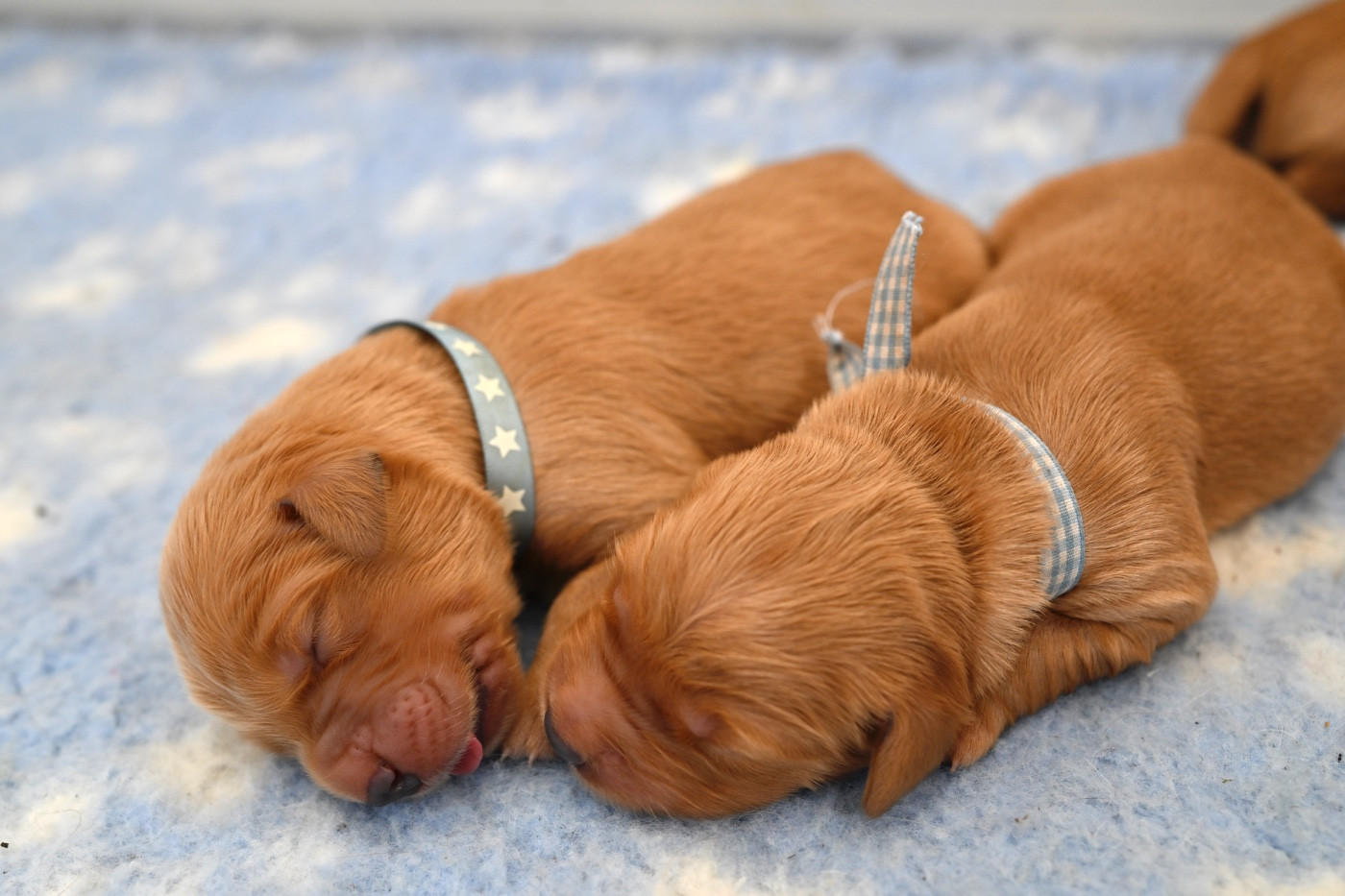 De Miel et d'Or - Chiots disponibles - Golden Retriever