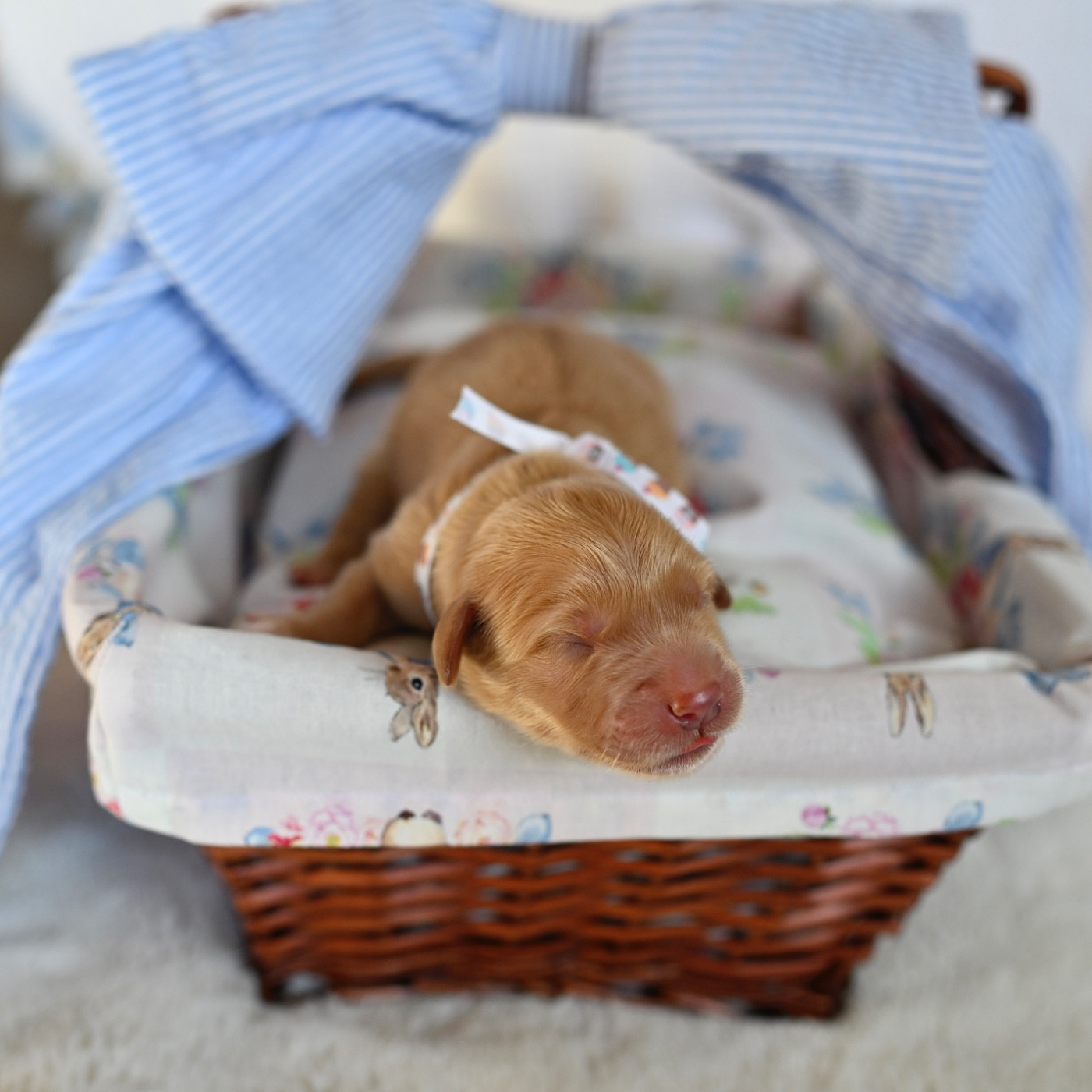 De Miel et d'Or - Chiots disponibles - Golden Retriever