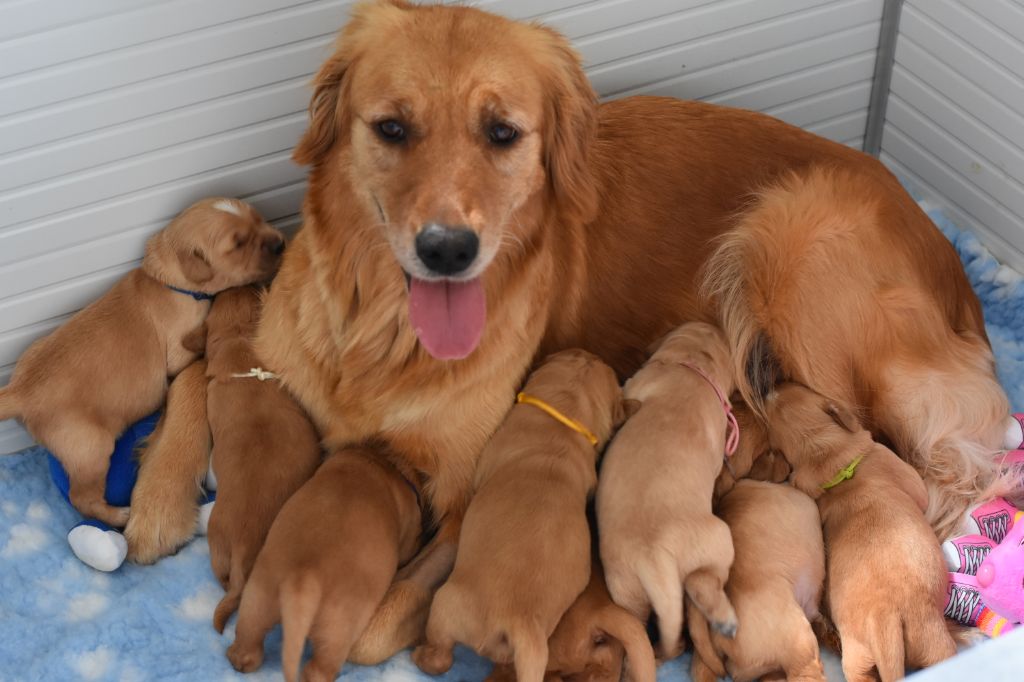 De Miel et d'Or - Golden Retriever - Portée née le 13/05/2019