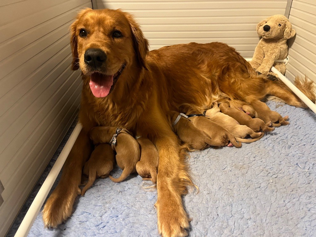 De Miel et d'Or - Golden Retriever - Portée née le 24/10/2025