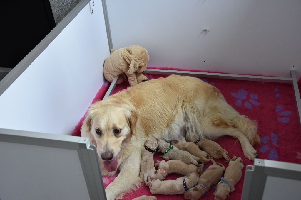 De Miel et d'Or - Golden Retriever - Portée née le 16/07/2018