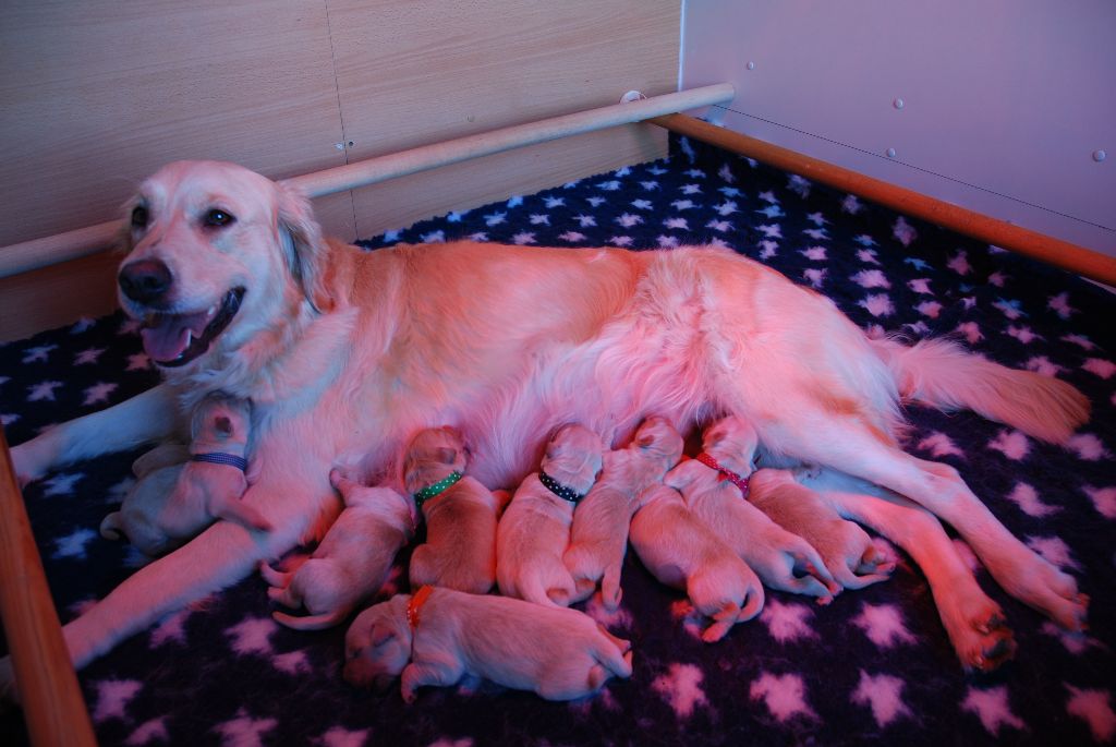 De Miel et d'Or - Golden Retriever - Portée née le 05/02/2017