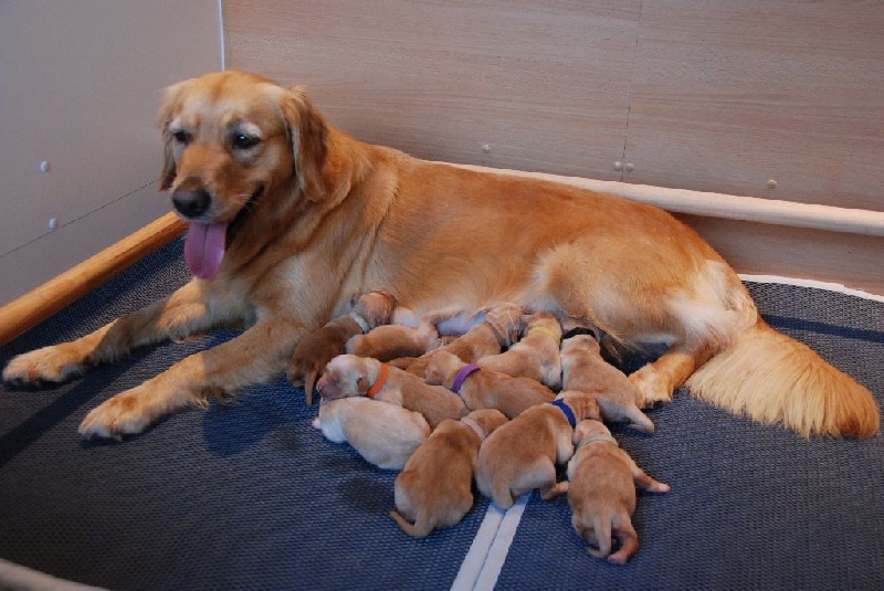 De Miel et d'Or - Golden Retriever - Portée née le 07/11/2015