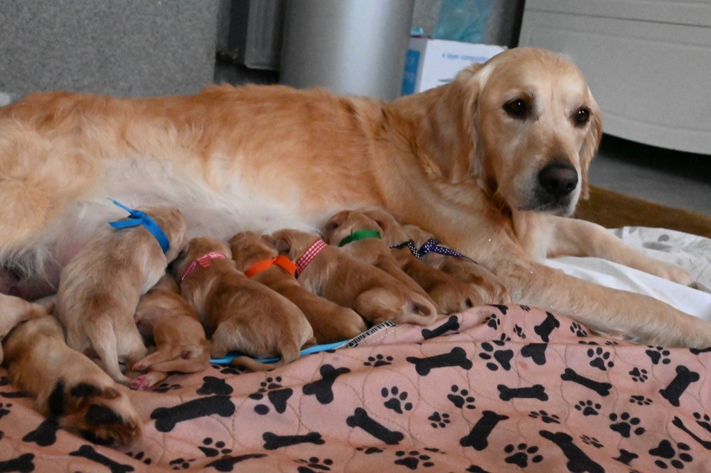 De Miel et d'Or - Golden Retriever - Portée née le 13/12/2021