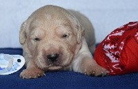 CHIOT