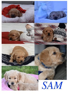 CHIOT