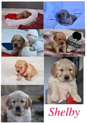 CHIOT