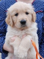 CHIOT