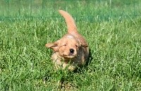 CHIOT