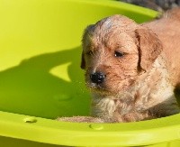 CHIOT