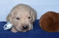 CHIOT