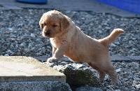 CHIOT
