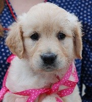 CHIOT