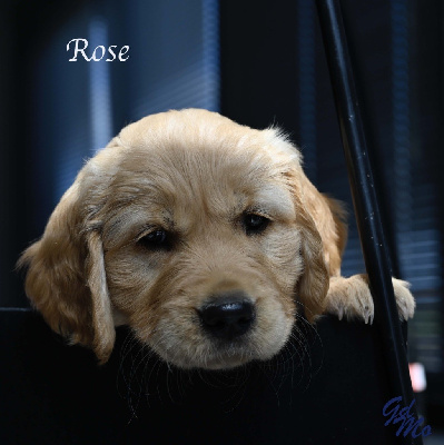 CHIOT Rose
