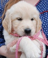 CHIOT