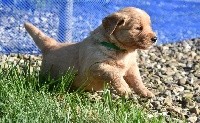 CHIOT