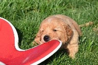 CHIOT