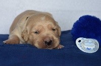 CHIOT