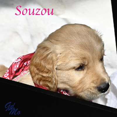 CHIOT Fraise