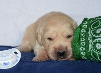 CHIOT