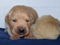 CHIOT