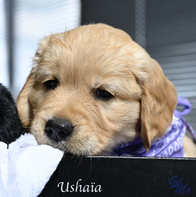 CHIOT Lindsay
