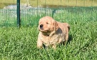 CHIOT