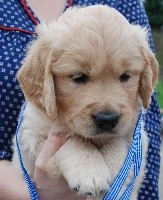CHIOT