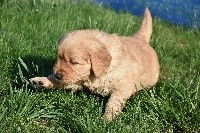 CHIOT
