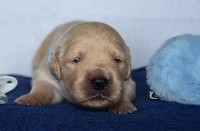 CHIOT