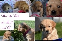 Miss Fuchsia