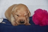 CHIOT