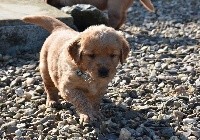 CHIOT