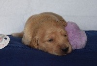 CHIOT