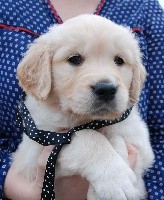 CHIOT