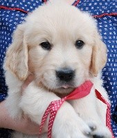 CHIOT
