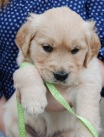 CHIOT