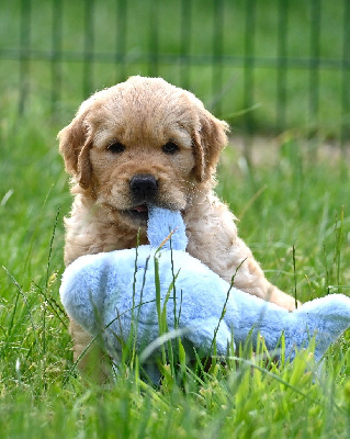 CHIOT