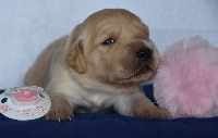 CHIOT