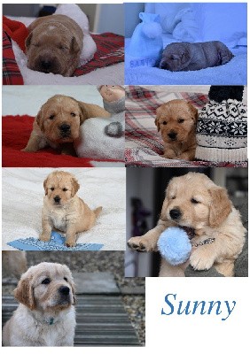 CHIOT