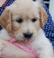 CHIOT