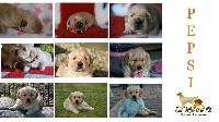 CHIOT