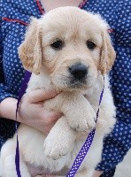 CHIOT