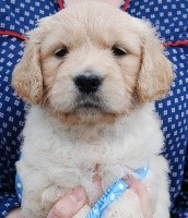 CHIOT