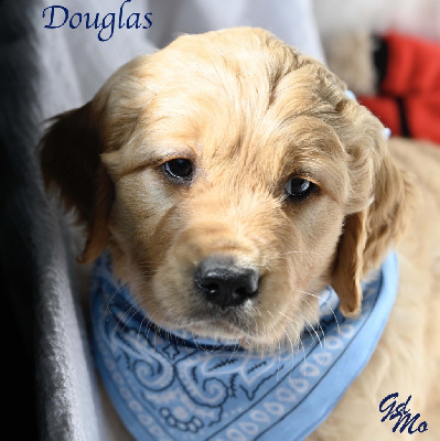 CHIOT Douglas