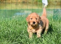 CHIOT